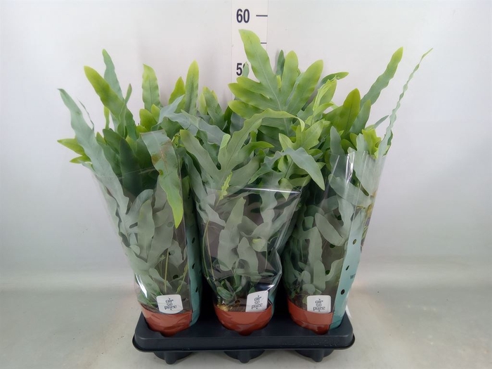 <h4>Phlebodium aureum 'Blue Star'</h4>