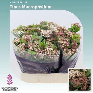 Viburnum Tinus Per Stuk 'macrophyllum'