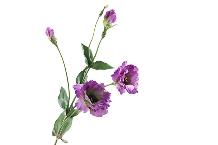 Lisianthus Purple