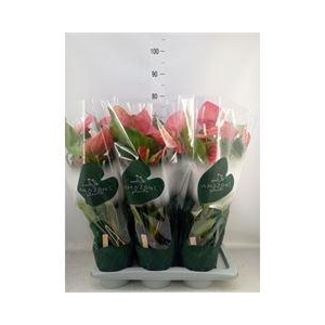 Anthurium andr. 'Colorado'