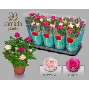 Rosa Classic Star