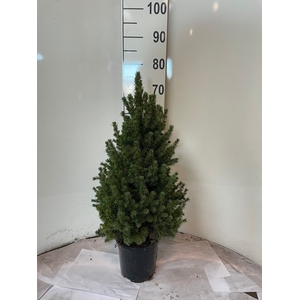 PICEA GL CONICA