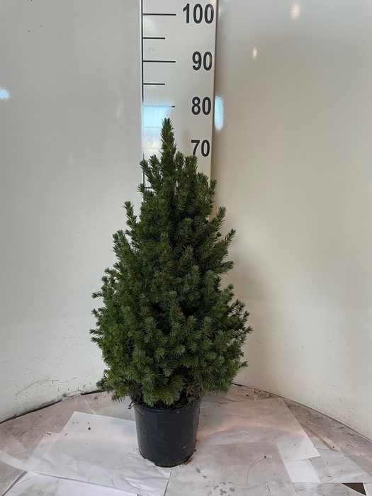 <h4>PICEA GL CONICA</h4>