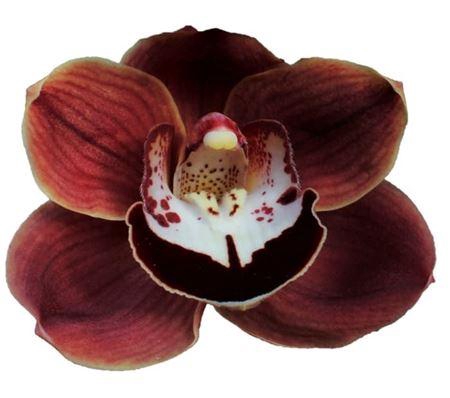 <h4>Cymb T Chocolat</h4>