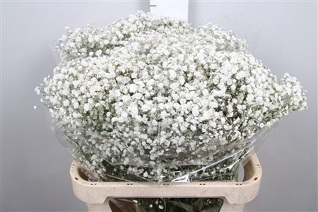 <h4>Gyps Pa Xlence (box)</h4>