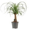 Beaucarnea recht 14 cm