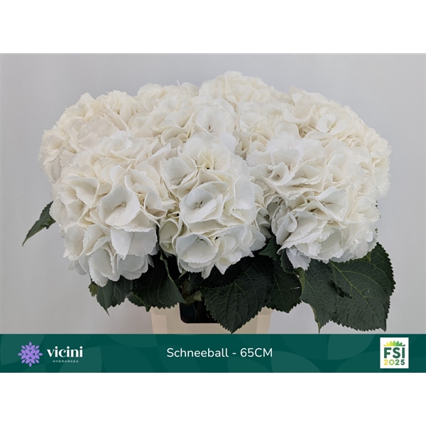 <h4>Hydr Schneeball 65 cm Vicini</h4>