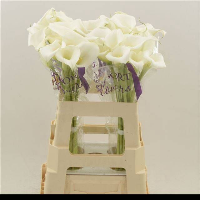 <h4>ZANT WHITE MAMBO</h4>