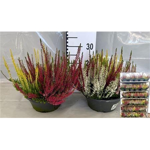 Callu Bl Quattro G