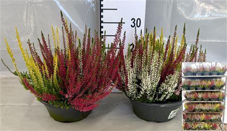 <h4>Callu Bl Quattro G</h4>