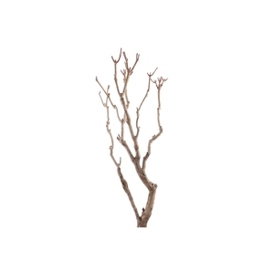 Syringa Branch Extra Kuhlmann