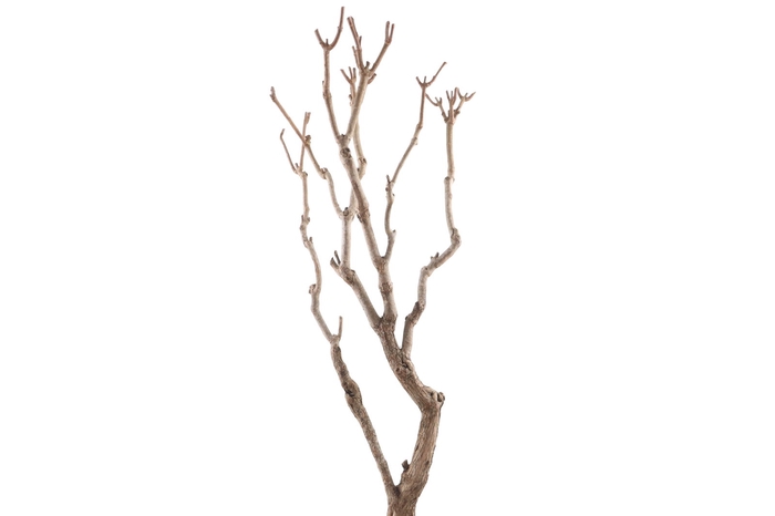 <h4>Syringa Branch Extra Kuhlmann</h4>