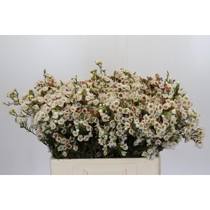 Chamelaucium Moonlight Delight