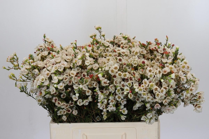 <h4>Chamelaucium Moonlight Delight</h4>