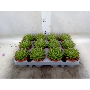 Echeveria agavoides