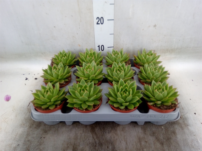<h4>Echeveria agavoides</h4>