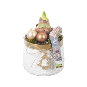 PTACH8228 Arrangement Amaryllis Kerst in keramiek pot