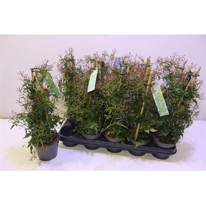 arr8 Jasm Polyanthum Wit