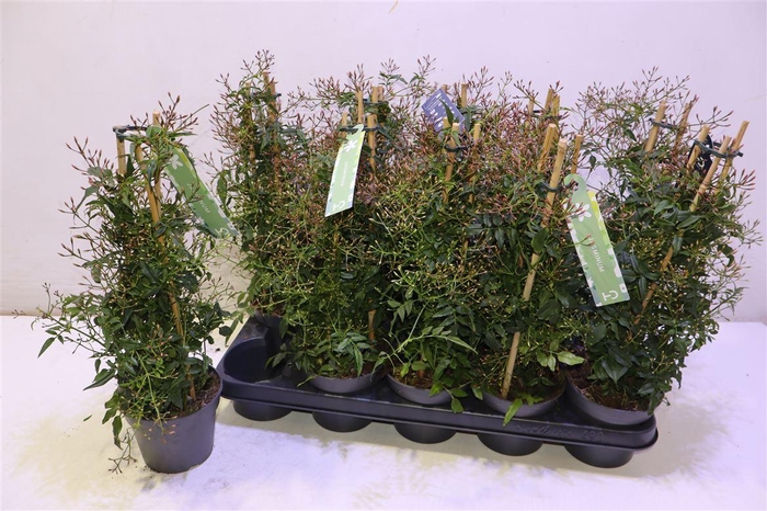 <h4>arr8 Jasm Polyanthum Wit</h4>