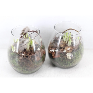 arr4 Narcis MB - Glas roma x6