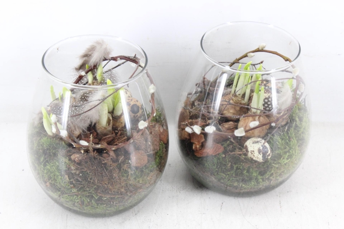 <h4>arr4 Narcis MB - Glas roma x6</h4>