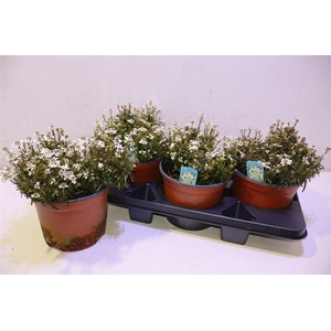 arr8 Iber Sempervirens