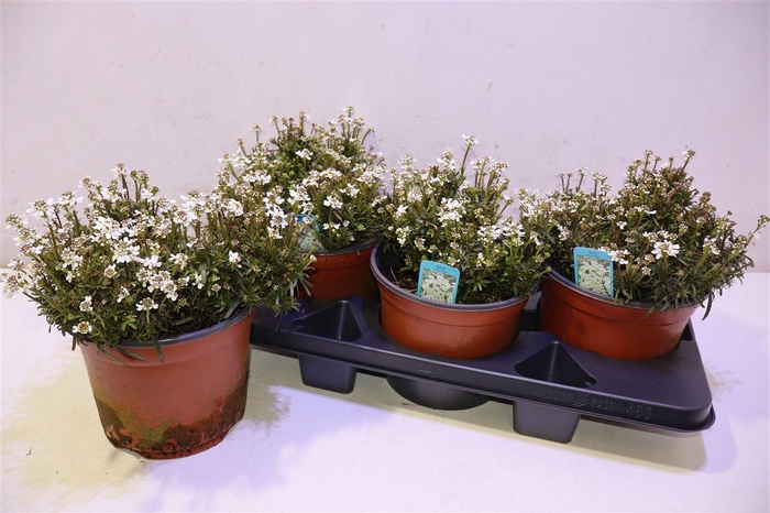 <h4>arr8 Iber Sempervirens</h4>