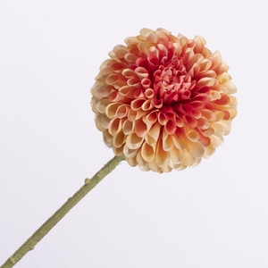 Dahlia Peach Pink FL440337PPK