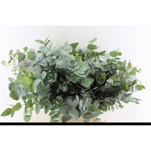 EUC CINEREA PER BOS