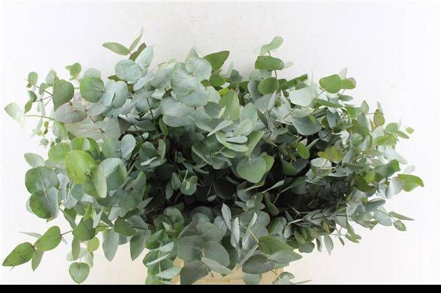 <h4>EUC CINEREA PER BOS</h4>