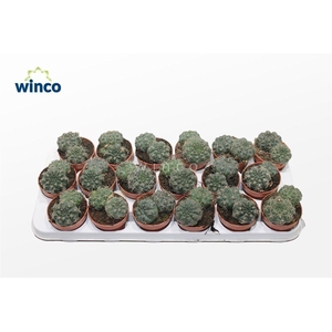 Gymnocalycium Baldianum (group)