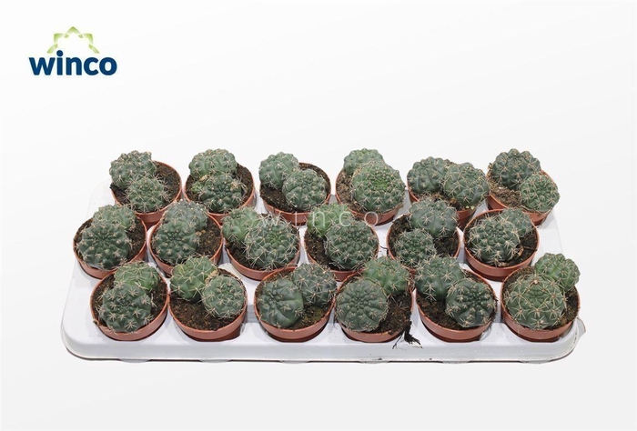 <h4>Gymnocalycium Baldianum (group)</h4>