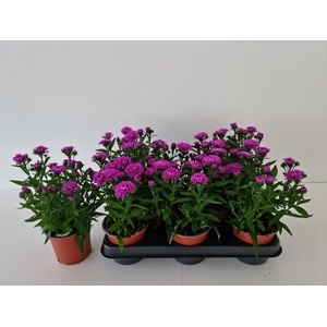 ASTER NB OV