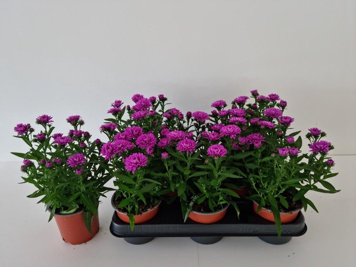 <h4>ASTER NB OV</h4>