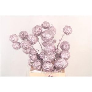 Ascl. Moby Dick Purple Metallic