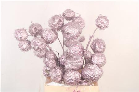 <h4>Ascl. Moby Dick Purple Metallic</h4>