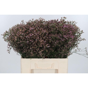 Limonium Crystal Pink