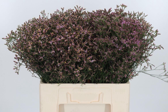 <h4>Limonium Crystal Pink</h4>