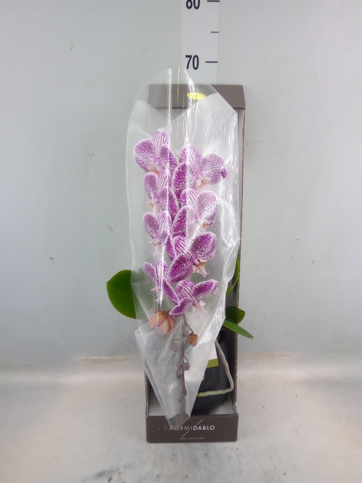 <h4>Phalaenopsis   ...lilac</h4>