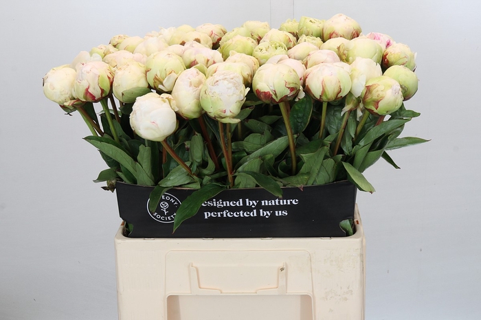 <h4>Paeonia Bowl Of Cream</h4>