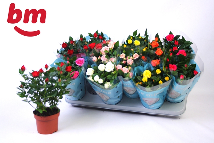 <h4>RO B MONDE GEM 7 SRT</h4>