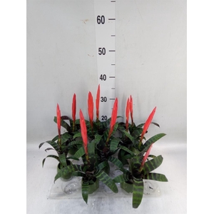 Vriesea  'Era'