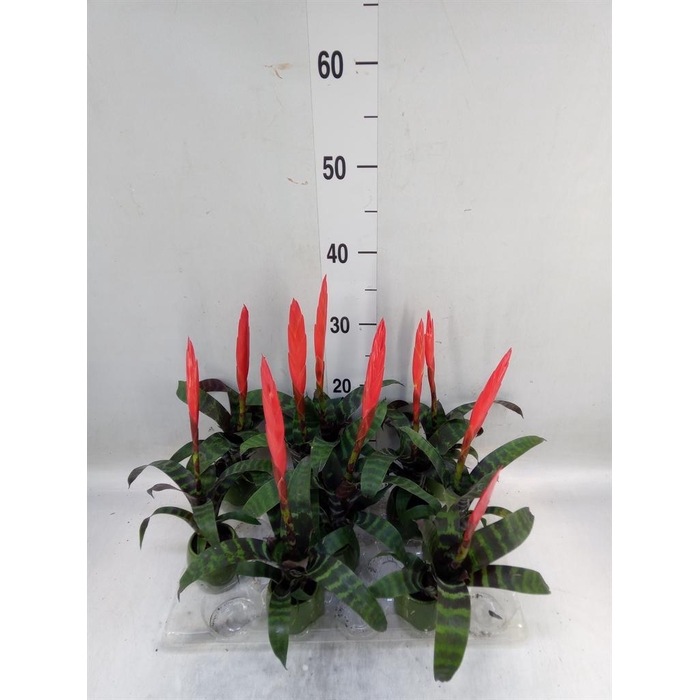 <h4>Vriesea  'Era'</h4>