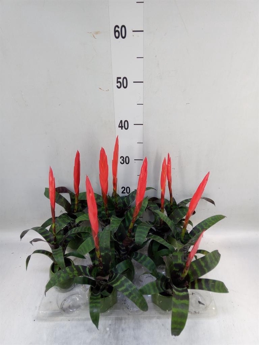 <h4>Vriesea  'Era'</h4>