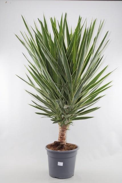 <h4>YUCCA  PUCK</h4>