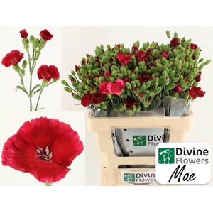 Dianthus TR 'Solomio Mae'