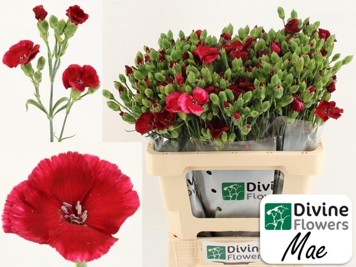 <h4>Dianthus TR 'Solomio Mae'</h4>