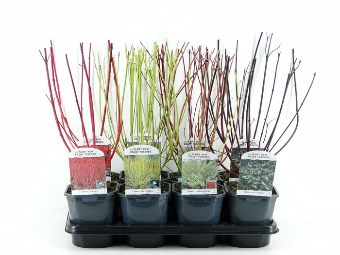 <h4>Cornus mix tray 8</h4>