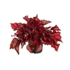 BEGONIA REX BELEAF KOHALA RED P15 PO
