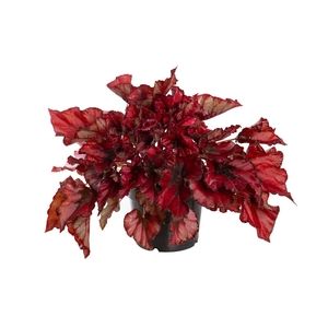 BEGONIA REX BELEAF KOHALA RED P15 PO